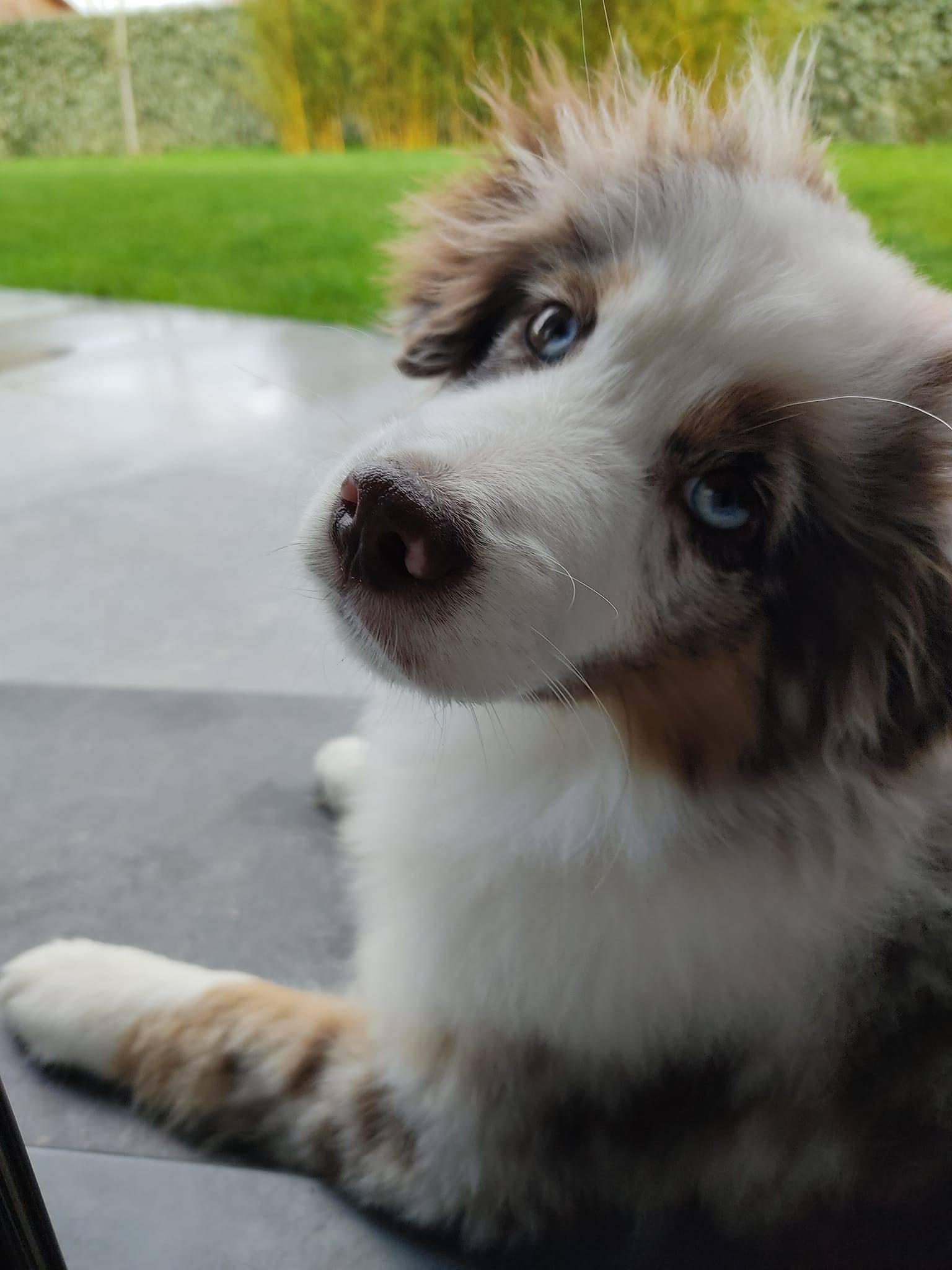 Ti AMO (Padmée & Roméo) chez Franck C : Cela fait maintenant 2 mois que nous avons accueilli TiAmo un amour de chiot bien dans ses pattes. L'arche de Lou est véritablement un élevage familiale proche de ses adoptants géré par Ludivine une éleveuse passionnée.